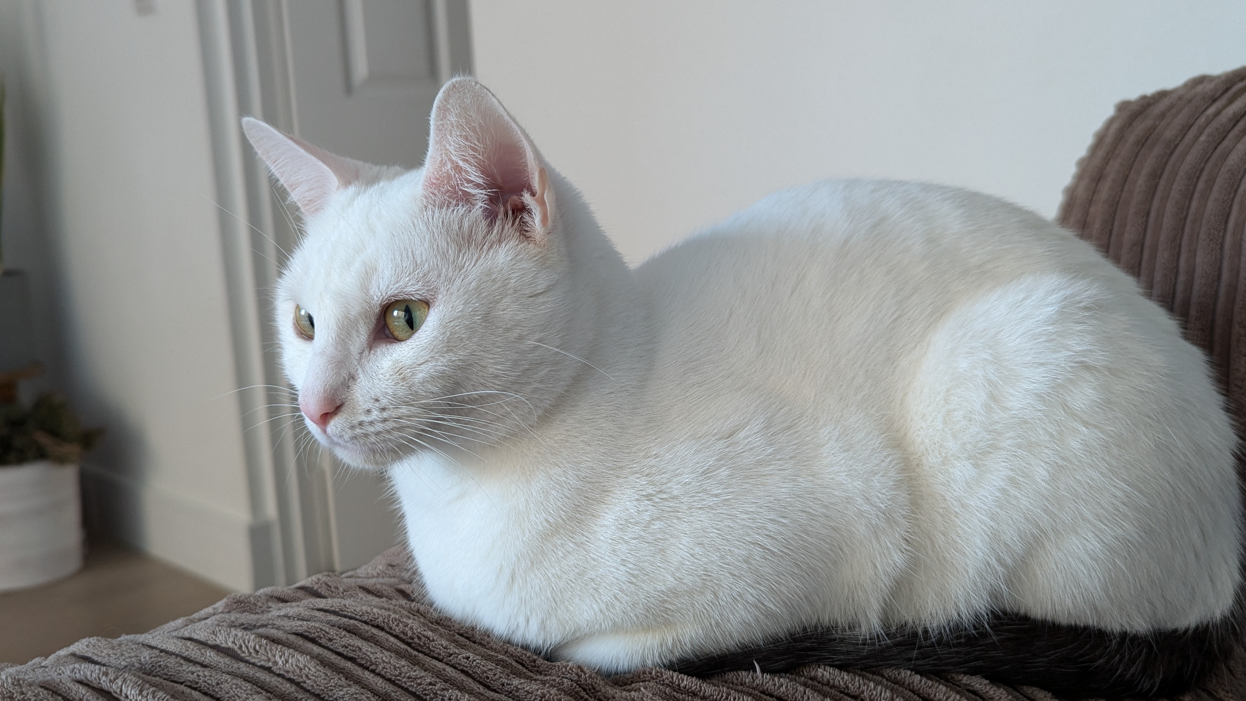 A photo of a white cat loafing on the arm rest of a sofa.