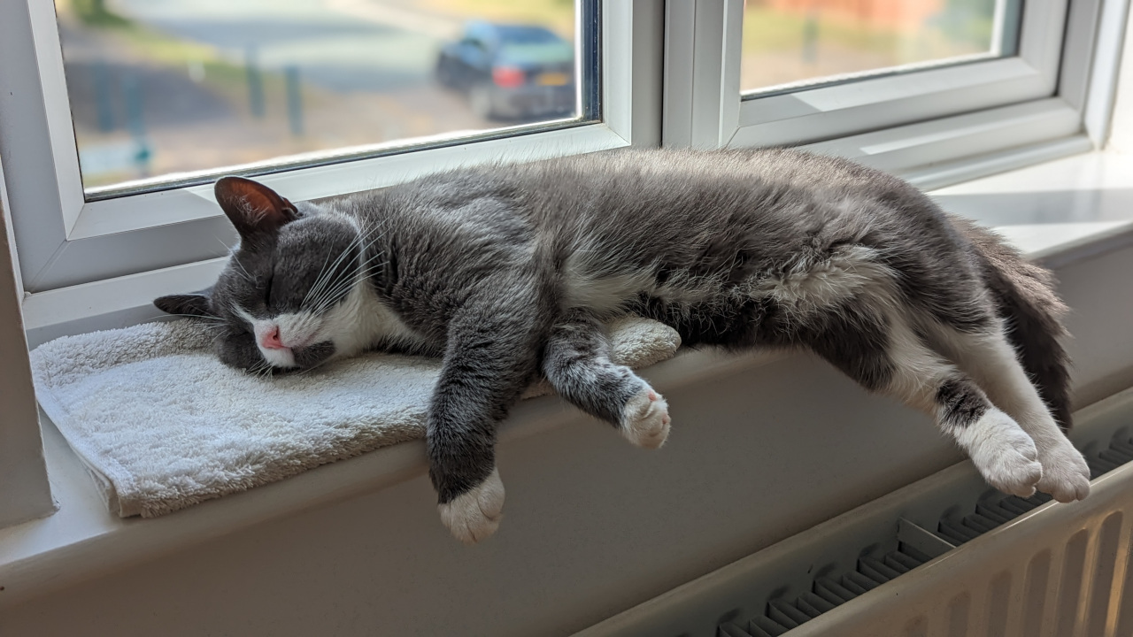 An image of a cat asleep on a windowsill resting its head on a white folded towel. There is a passing car vivible out of the window behind although greatly out of focus.