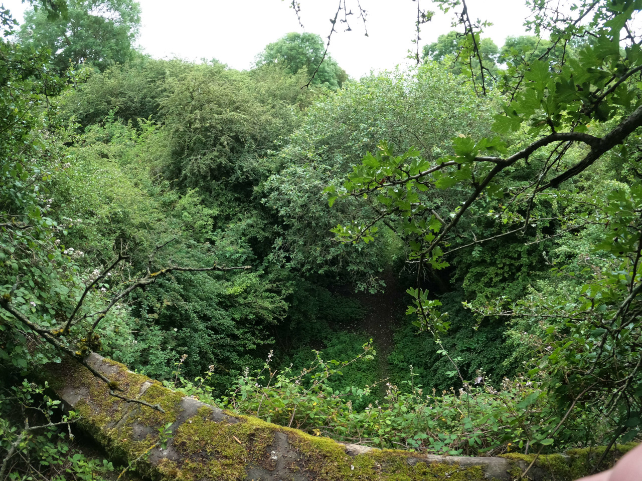 A photo taken looking down from a ledge onto a clearing surrounded by dense greenery.